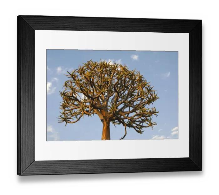 Framed Print : Quiver tree or Kokerboom -Aloe dichotoma-, Namaqualand, South Africa, Africa Framed Print : Quiver tree or Kokerboom -Aloe dichotoma-, Namaqualand, South Africa, Africa