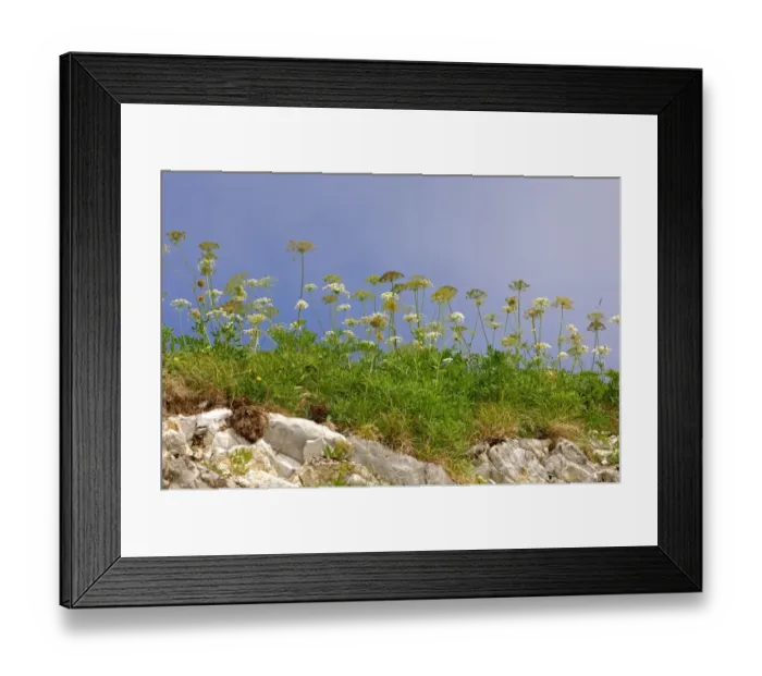 Framed Print : Caraway or Persian Cumin -Carum carvi-, Switzerland, Europe Framed Print : Caraway or Persian Cumin -Carum carvi-, Switzerland, Europe