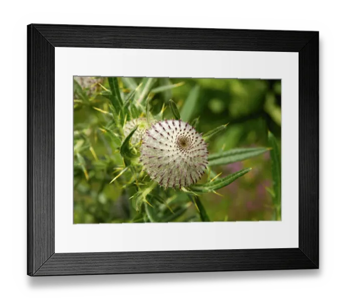 Framed Print : Scotch Thistle or Cotton Thistle -Onopordum acanthium-, Switzerland, Europe Framed Print : Scotch Thistle or Cotton Thistle -Onopordum acanthium-, Switzerland, Europe