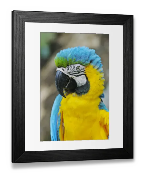Framed Print : Blue-and-Yellow Macaw or Blue-and-Gold-Macaw -Ara ararauna-, Antioquia, Colombia, South America, Latin America Framed Print : Blue-and-Yellow Macaw or Blue-and-Gold-Macaw -Ara ararauna-, Antioquia, Colombia, South America, Latin America