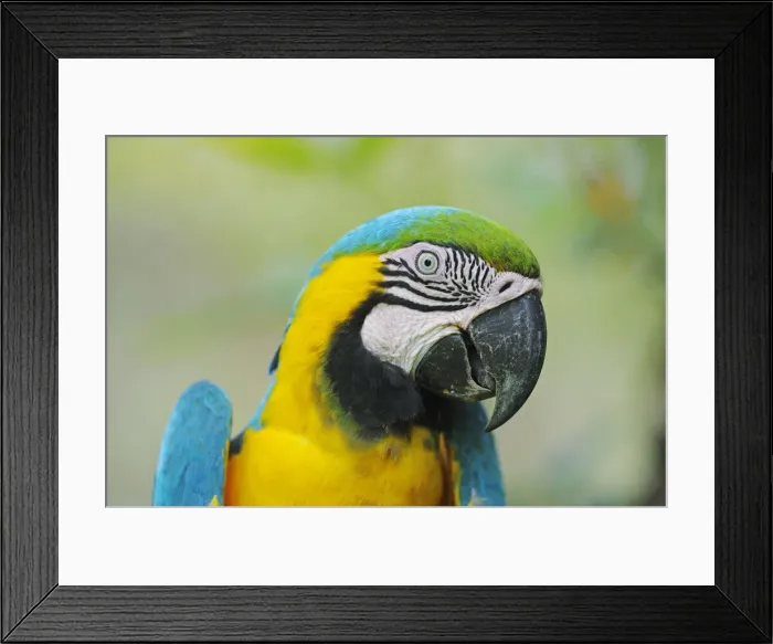 Framed Print : Blue-and-Yellow Macaw or Blue-and-Gold-Macaw -Ara ararauna-, Antioquia, Colombia, South America, Latin America Framed Print : Blue-and-Yellow Macaw or Blue-and-Gold-Macaw -Ara ararauna-, Antioquia, Colombia, South America, Latin America