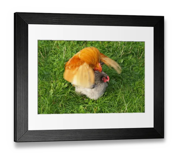 Framed Print : Appenzeller chicken mating, Appenzell, Switzerland, Europe