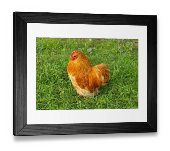 Framed Print : Young Appenzeller cock, Appenzell, Switzerland, Europe Framed Print : Young Appenzeller cock, Appenzell, Switzerland, Europe