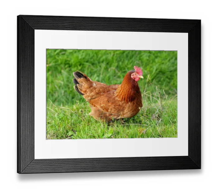 Framed Print : Appenzeller Barthuhn chicken, Appenzell, Switzerland, Europe Framed Print : Appenzeller Barthuhn chicken, Appenzell, Switzerland, Europe