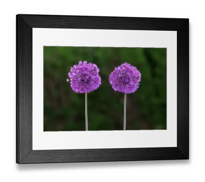 Framed Print : Flowering onion -Alium aflatunense-, Europe Framed Print : Flowering onion -Alium aflatunense-, Europe