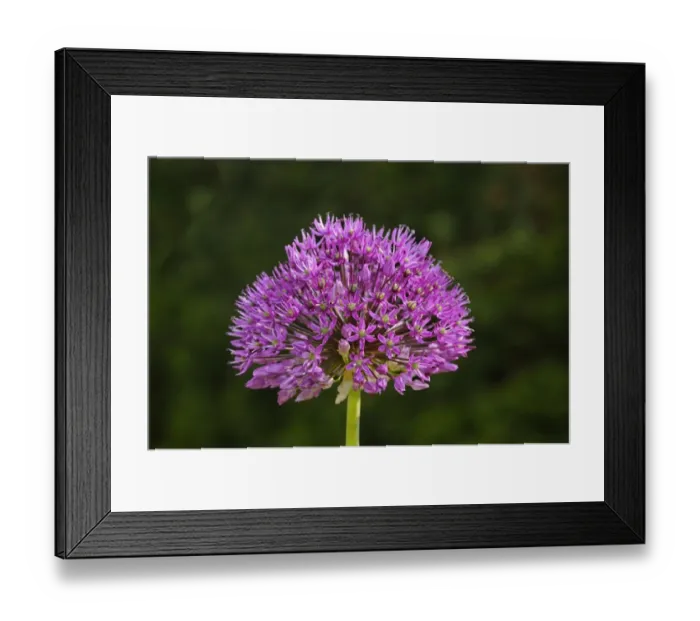Framed Print : Flowering onion -Alium aflatunense-, Europe