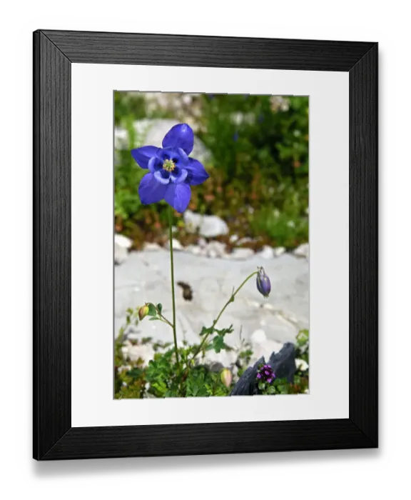 Framed Print : European Columbine -Aquilegia vulgaris-, Switzerland, Europe Framed Print : European Columbine -Aquilegia vulgaris-, Switzerland, Europe