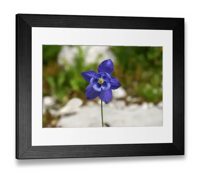 Framed Print : European Columbine -Aquilegia vulgaris-, Switzerland, Europe Framed Print : European Columbine -Aquilegia vulgaris-, Switzerland, Europe