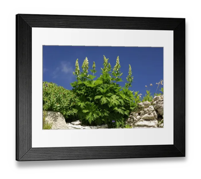 Framed Print : Northern Wolfsbane -Aconitum lycoctonum-, Switzerland, Europe Framed Print : Northern Wolfsbane -Aconitum lycoctonum-, Switzerland, Europe