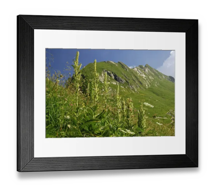 Framed Print : White Hellebore -Veratrum album-, Vaud Alps, Switzerland, Europe Framed Print : White Hellebore -Veratrum album-, Vaud Alps, Switzerland, Europe