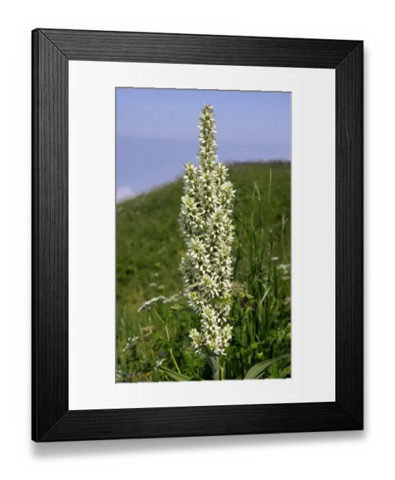 Framed Print : White Hellebore -Veratrum album-, Switzerland, Europe Framed Print : White Hellebore -Veratrum album-, Switzerland, Europe