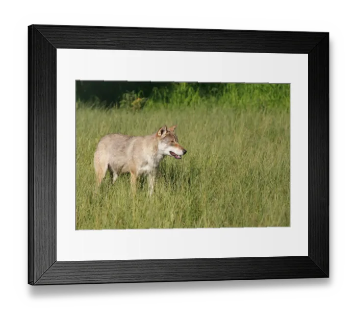 Framed Print : Wolf -Canis lupus-, Norway, Scandinavia, Europe Framed Print : Wolf -Canis lupus-, Norway, Scandinavia, Europe