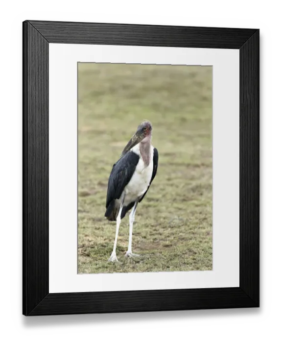 Framed Print : Marabou Stork -Leptoptilos crumeniferus-, standing, Serengeti, Tanzania, Africa Framed Print : Marabou Stork -Leptoptilos crumeniferus-, standing, Serengeti, Tanzania, Africa