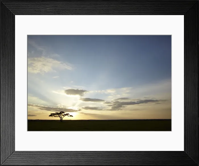 Framed Print : Tree with the sun as backlighting, Serengeti, Tanzania, Africa Framed Print : Tree with the sun as backlighting, Serengeti, Tanzania, Africa
