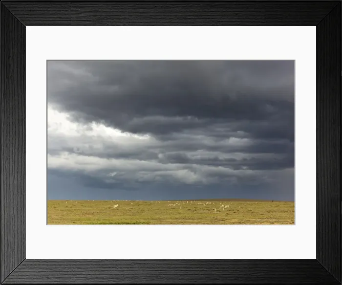 Framed Print : Thomsons Gazelles -Eudorcas thomsoni-, Serengeti, Tanzania, Africa Framed Print : Thomsons Gazelles -Eudorcas thomsoni-, Serengeti, Tanzania, Africa