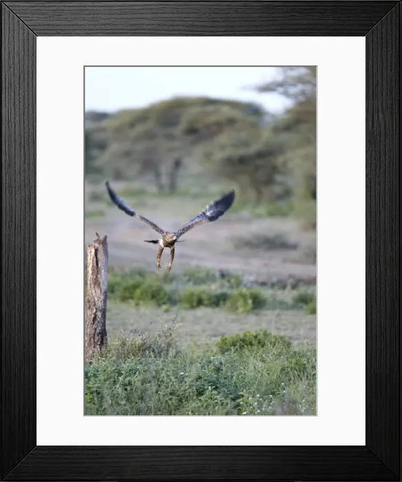 Framed Print : Tawny Eagle -Aquila rapax-, Serengeti, Tanzania, Africa Framed Print : Tawny Eagle -Aquila rapax-, Serengeti, Tanzania, Africa