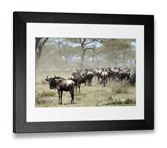 Framed Print : Herd of Wildebeest -Connochaetes taurinus-, Serengeti, Tanzania, Africa Framed Print : Herd of Wildebeest -Connochaetes taurinus-, Serengeti, Tanzania, Africa