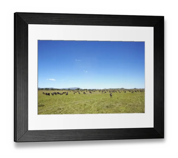 Framed Print : Wildebeest -Connochaetes taurinus- in the Serengeti, Tanzania, Africa Framed Print : Wildebeest -Connochaetes taurinus- in the Serengeti, Tanzania, Africa