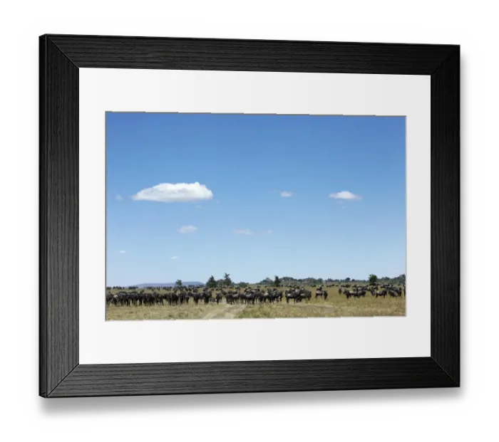 Framed Print : Wildebeest -Connochaetes taurinus- in the Serengeti, Tanzania, Africa Framed Print : Wildebeest -Connochaetes taurinus- in the Serengeti, Tanzania, Africa