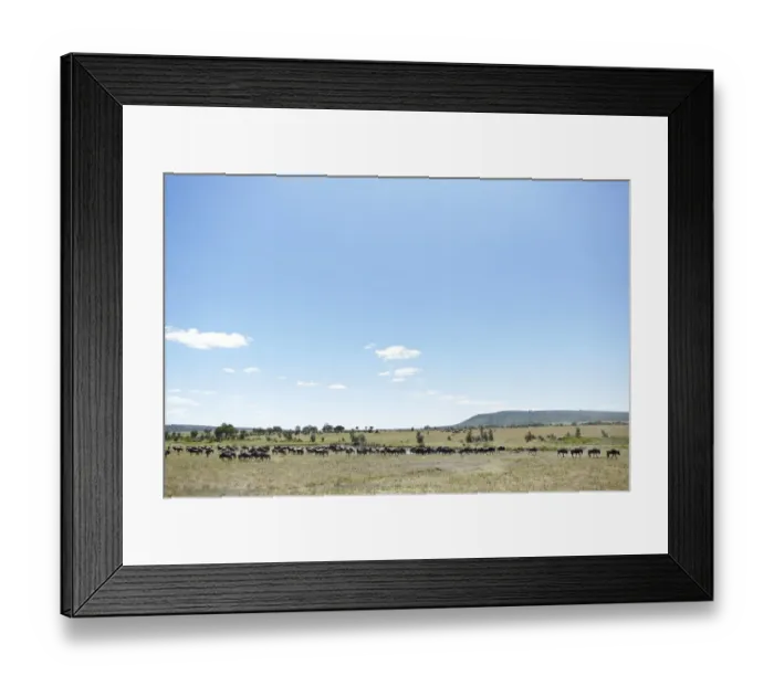 Framed Print : Wildebeest -Connochaetes taurinus- in the Serengeti, Tanzania, Africa Framed Print : Wildebeest -Connochaetes taurinus- in the Serengeti, Tanzania, Africa
