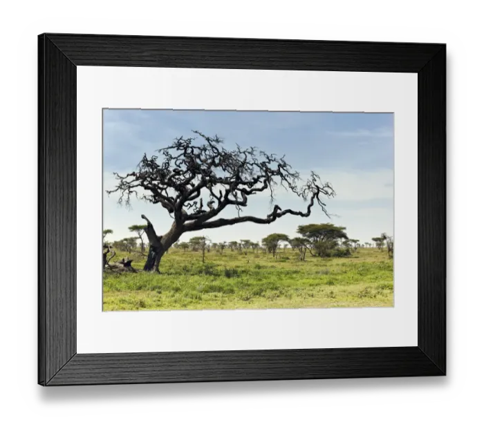Framed Print : Serengeti landscape, Tanzania, Africa Framed Print : Serengeti landscape, Tanzania, Africa
