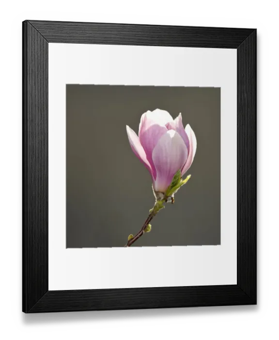 Framed Print : Flower of the Tulip Magnolia -Magnolia x soulangeana-, Amabilis cultivar Framed Print : Flower of the Tulip Magnolia -Magnolia x soulangeana-, Amabilis cultivar