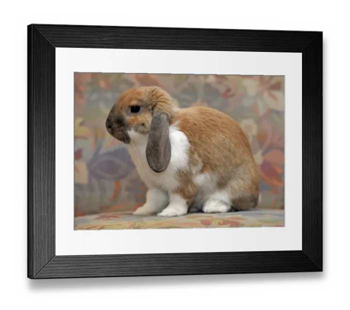 Framed Print : European Dwarf Rabbit -Oryctolagus cuniculus-