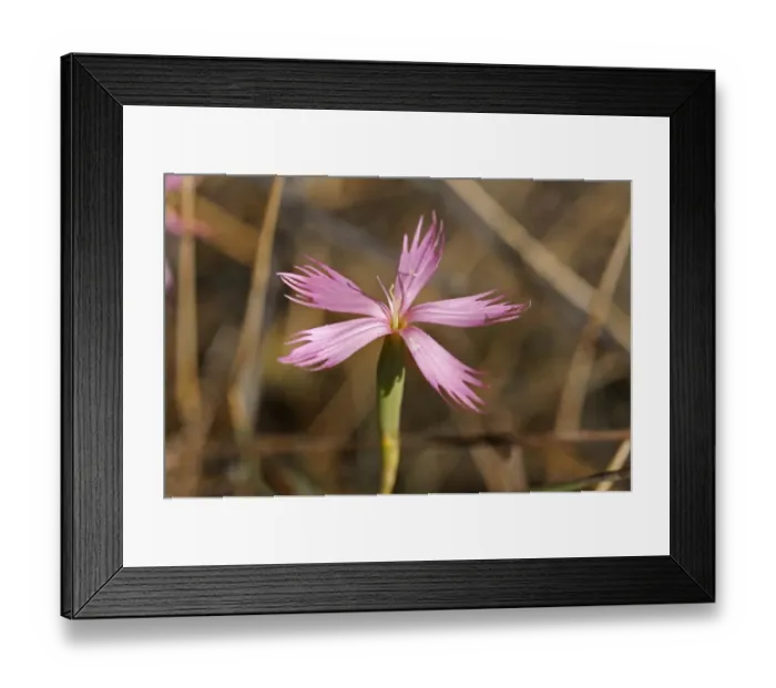 Framed Print : Dianthus namaensis, Goegap Nature Reserve, Namaqualand, South Africa, Africa Framed Print : Dianthus namaensis, Goegap Nature Reserve, Namaqualand, South Africa, Africa
