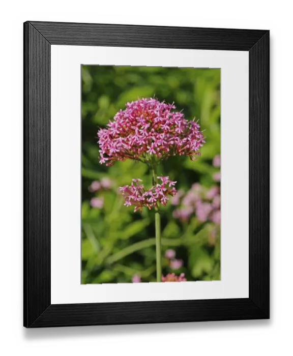 Framed Print : Red Valerian -Centranthus ruber-, Europe Framed Print : Red Valerian -Centranthus ruber-, Europe