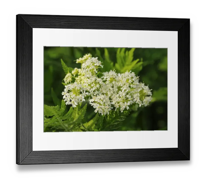 Framed Print : Sweet Cicely -Myrrhis odorata-, Europe Framed Print : Sweet Cicely -Myrrhis odorata-, Europe