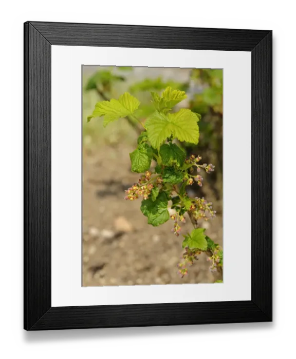 Framed Print : Inflorescence of the red currant -Ribes rubrum-, Europe Framed Print : Inflorescence of the red currant -Ribes rubrum-, Europe