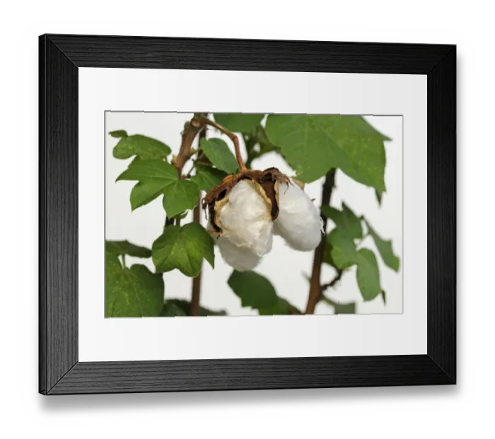 Framed Print : Ripe fruit capsules of the cotton plant -Gossypium herbaceum- Framed Print : Ripe fruit capsules of the cotton plant -Gossypium herbaceum-
