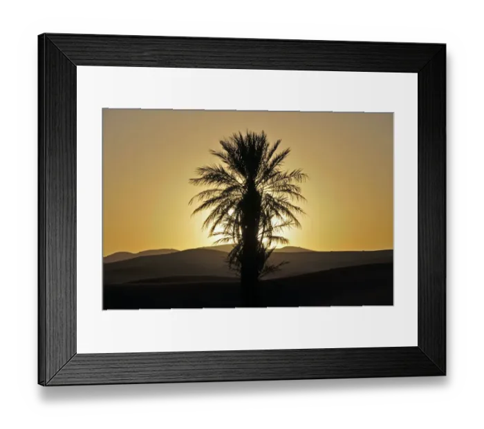 Framed Print : Palm with backlighting at sunset, desert of Erg Chebbi, Morocco, Africa, PublicGround Framed Print : Palm with backlighting at sunset, desert of Erg Chebbi, Morocco, Africa, PublicGround