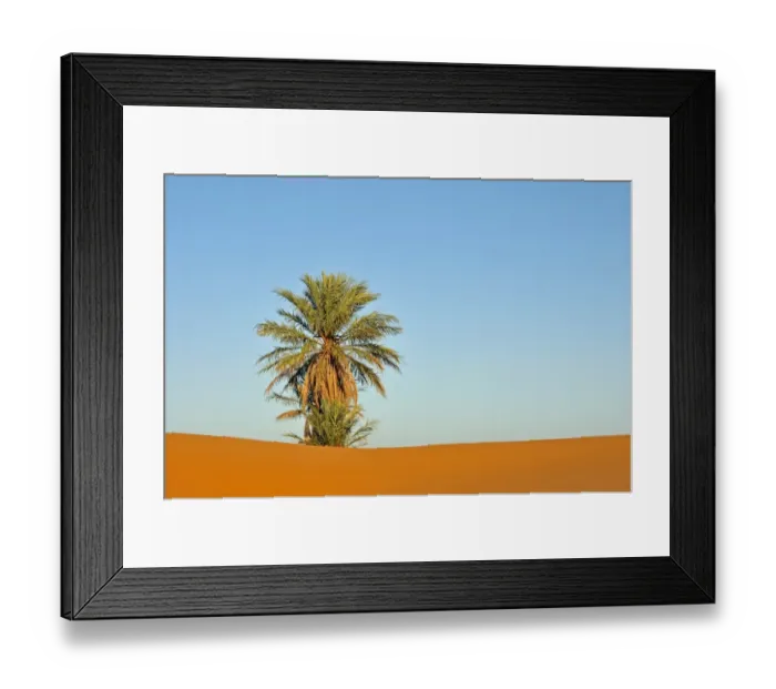 Framed Print : Palm tree in the desert of Erg Chebbi, Morocco, Africa, PublicGround Framed Print : Palm tree in the desert of Erg Chebbi, Morocco, Africa, PublicGround