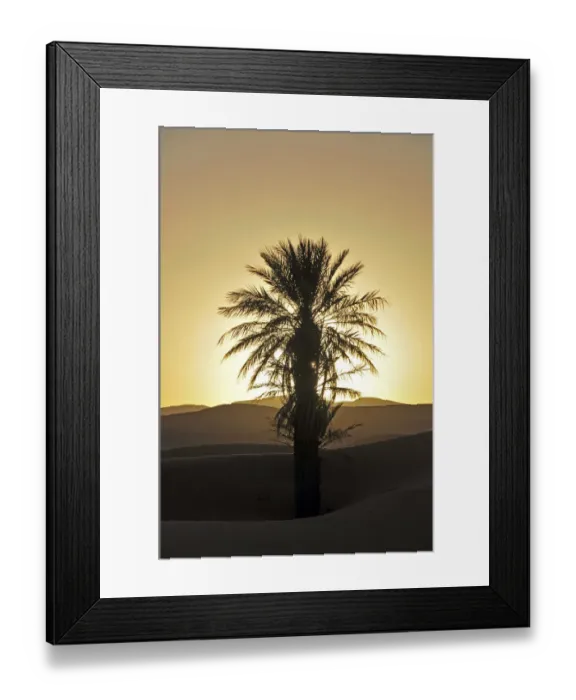 Framed Print : Palm with backlighting at sunset, desert, sand dune of Erg Chebbi, Morocco, Africa Framed Print : Palm with backlighting at sunset, desert, sand dune of Erg Chebbi, Morocco, Africa