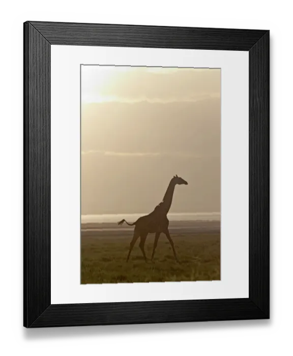 Framed Print : Giraffe -Giraffa camelopardalis- in the morning light, Lake Manyara National Park, Tanzania, Africa Framed Print : Giraffe -Giraffa camelopardalis- in the morning light, Lake Manyara National Park, Tanzania, Africa