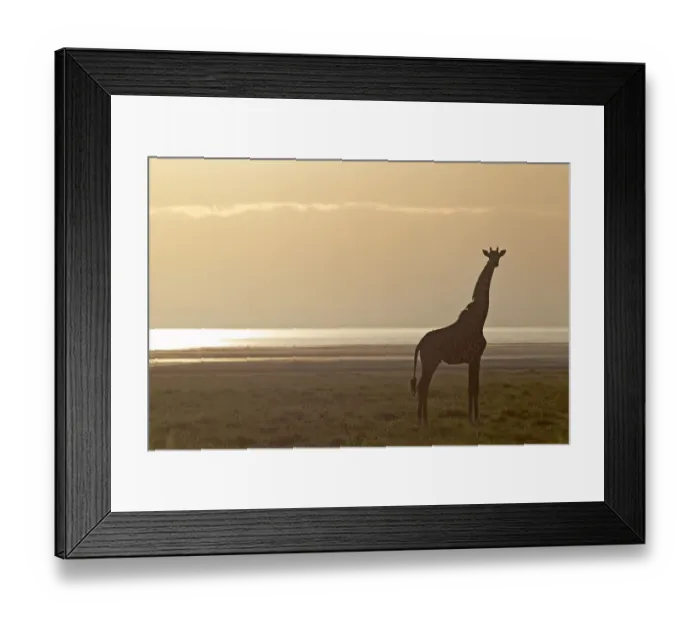 Framed Print : Giraffe -Giraffa camelopardalis- in the morning light, Lake Manyara National Park, Tanzania, Africa Framed Print : Giraffe -Giraffa camelopardalis- in the morning light, Lake Manyara National Park, Tanzania, Africa