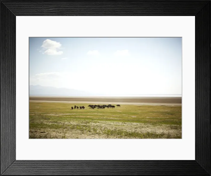 Framed Print : African Buffalo or Cape Buffalo -Syncerus caffer-, Lake Manyara National Park, Tanzania, Africa Framed Print : African Buffalo or Cape Buffalo -Syncerus caffer-, Lake Manyara National Park, Tanzania, Africa