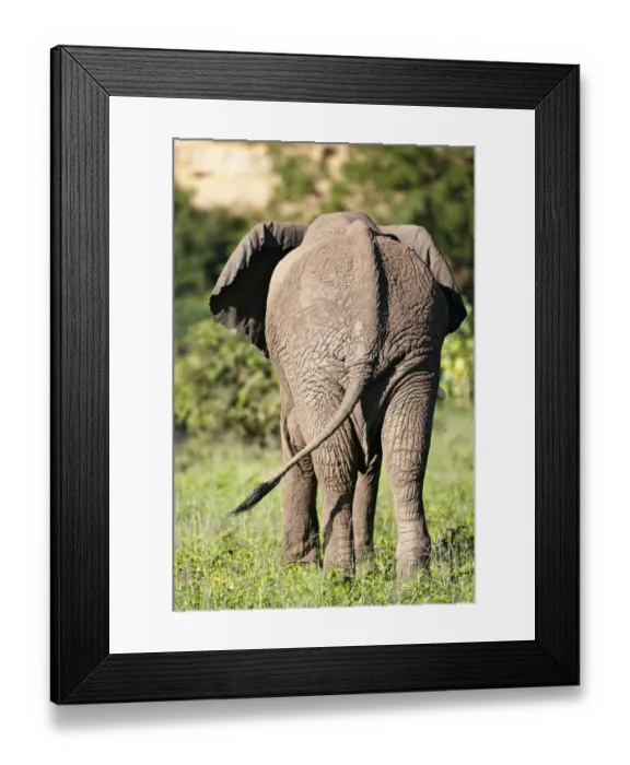 Framed Print : African Bush Elephant -Loxodonta africana-, rear view, Lake Manyara National Park, Tanzania, Africa