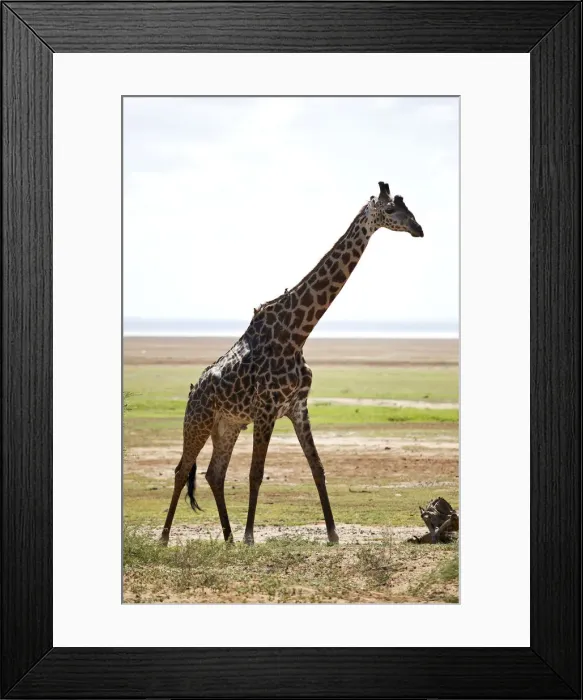 Framed Print : Giraffe -Giraffa camelopardalis-, Lake Manyara National Park, Tanzania, Africa Framed Print : Giraffe -Giraffa camelopardalis-, Lake Manyara National Park, Tanzania, Africa
