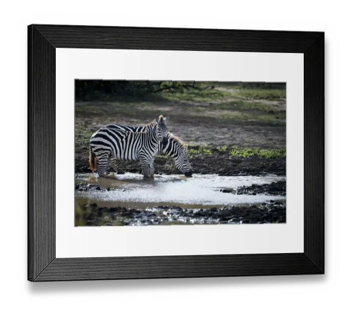 Framed Print : Burchells Zebra -Equus quagga-, drinking from a waterhole, Lake Manyara National Park, Tanzania, Africa Framed Print : Burchells Zebra -Equus quagga-, drinking from a waterhole, Lake Manyara National Park, Tanzania, Africa