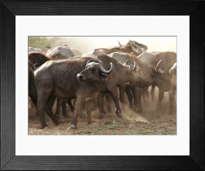 Framed Print : African Buffalo or Cape Buffalo -Syncerus caffer-, Lake Manyara National Park, Tanzania, Africa