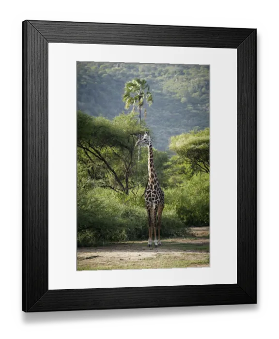 Framed Print : Giraffe -Giraffa camelopardalis-, Lake Manyara National Park, Tanzania, Africa Framed Print : Giraffe -Giraffa camelopardalis-, Lake Manyara National Park, Tanzania, Africa