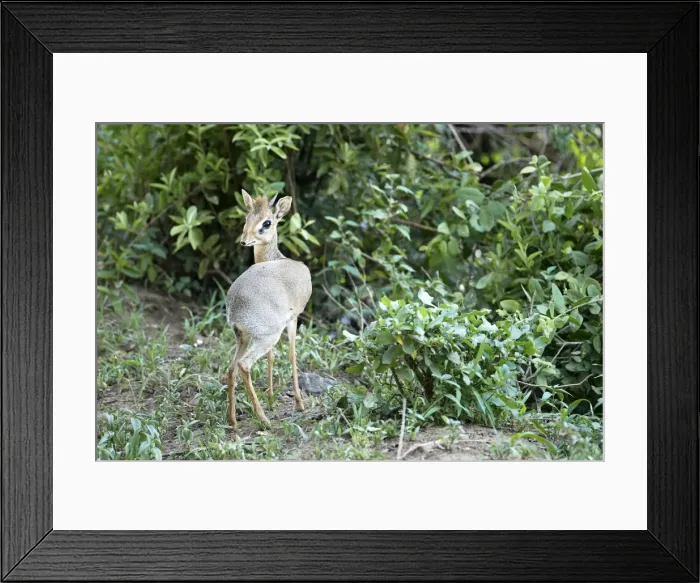 Framed Print : Kirks Dik-dik -Madoqua Kirki-, an African dwarf antelope, Lake Manyara National Park, Tanzania, Africa Framed Print : Kirks Dik-dik -Madoqua Kirki-, an African dwarf antelope, Lake Manyara National Park, Tanzania, Africa