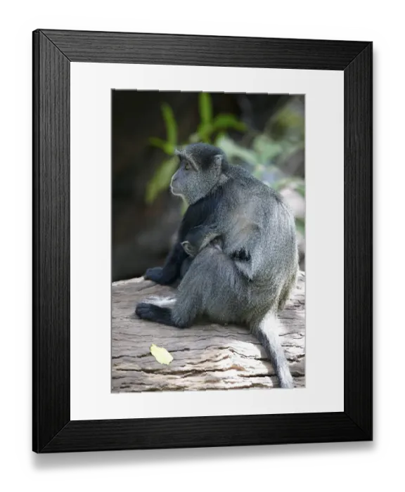 Framed Print : Blue Monkey or Diademed Monkey -Cercopithecus mitis-, Lake Manyara National Park, Tanzania, Africa Framed Print : Blue Monkey or Diademed Monkey -Cercopithecus mitis-, Lake Manyara National Park, Tanzania, Africa