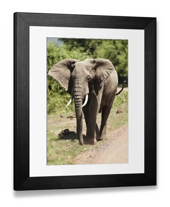 Framed Print : African Bush Elephant -Loxodonta africana-, Lake Manyara National Park, Tanzania, Africa Framed Print : African Bush Elephant -Loxodonta africana-, Lake Manyara National Park, Tanzania, Africa