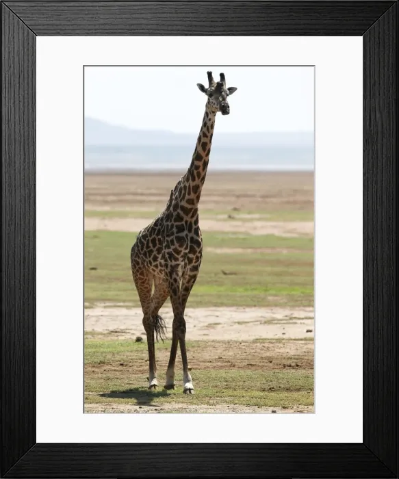 Framed Print : Giraffe -Giraffa camelopardalis-, Lake Manyara National Park, Tanzania, Africa Framed Print : Giraffe -Giraffa camelopardalis-, Lake Manyara National Park, Tanzania, Africa