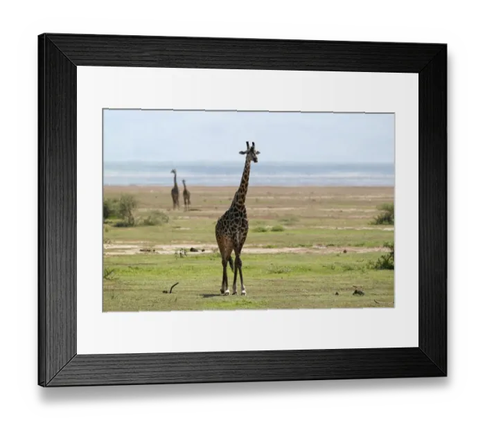 Framed Print : Giraffe -Giraffa camelopardalis-, Lake Manyara National Park, Tanzania, Africa Framed Print : Giraffe -Giraffa camelopardalis-, Lake Manyara National Park, Tanzania, Africa