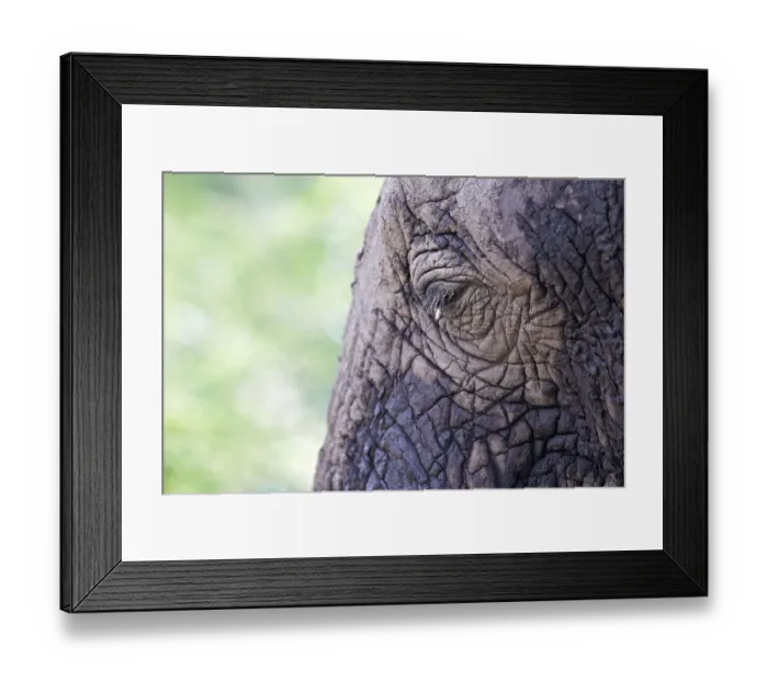 Framed Print : Eye, African Bush Elephant -Loxodonta africana-, Lake Manyara National Park, Tanzania, Africa Framed Print : Eye, African Bush Elephant -Loxodonta africana-, Lake Manyara National Park, Tanzania, Africa
