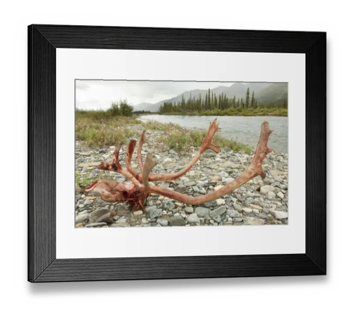 Framed Print : Kill site, bloody scull and antlers of a male, bull caribou, reindeer -Rangifer tarandus-, killed and eaten by wolves, shore of Wind River, Peel Watershed, Yukon Territory, Canada Framed Print : Kill site, bloody scull and antlers of a male, bull caribou, reindeer -Rangifer tarandus-, killed and eaten by wolves, shore of Wind River, Peel Watershed, Yukon Territory, Canada